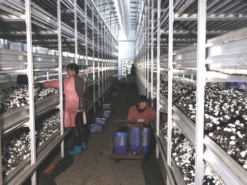 朵朵菌花绽笑颜 山西省科技厅帮扶汾西县发展食用菌产业成为脱贫致富新途径
